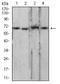 Lamin B2 antibody, NBP2-61818, Novus Biologicals, Western Blot image 