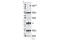 Protein Tyrosine Kinase 2 Beta antibody, 3291S, Cell Signaling Technology, Western Blot image 