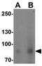 BCAR3 antibody, GTX17178, GeneTex, Western Blot image 