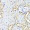 MTOR Associated Protein, LST8 Homolog antibody, orb48977, Biorbyt, Immunohistochemistry paraffin image 