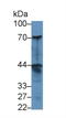 Delta/Notch Like EGF Repeat Containing antibody, LS-C293666, Lifespan Biosciences, Western Blot image 