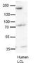 Synaptojanin 1 antibody, TA345862, Origene, Western Blot image 