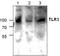 Toll Like Receptor 3 antibody, TA318910, Origene, Western Blot image 