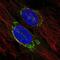Transmembrane P24 Trafficking Protein 3 antibody, NBP2-57648, Novus Biologicals, Immunofluorescence image 