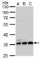 Annexin A5 antibody, GTX103250, GeneTex, Western Blot image 
