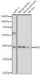 Neuraminidase 1 antibody, GTX64524, GeneTex, Western Blot image 