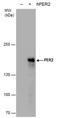 Period Circadian Regulator 2 antibody, MA5-27799, Invitrogen Antibodies, Western Blot image 