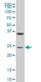 Mesoderm Posterior BHLH Transcription Factor 1 antibody, H00055897-M06, Novus Biologicals, Western Blot image 