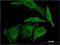 Epiregulin antibody, H00002069-M01, Novus Biologicals, Immunofluorescence image 