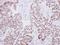 LIM Homeobox 4 antibody, NBP2-15010, Novus Biologicals, Immunohistochemistry frozen image 