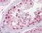 Pescadillo Ribosomal Biogenesis Factor 1 antibody, orb95380, Biorbyt, Immunohistochemistry paraffin image 