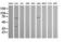 TRNA Methyltransferase 2 Homolog A antibody, LS-C174317, Lifespan Biosciences, Western Blot image 