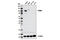 Folate Hydrolase 1 antibody, 12815P, Cell Signaling Technology, Western Blot image 
