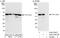 General Transcription Factor IIE Subunit 1 antibody, A302-755A, Bethyl Labs, Western Blot image 