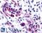 NIMA Related Kinase 9 antibody, LS-A7175, Lifespan Biosciences, Immunohistochemistry paraffin image 