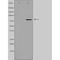 Zinc Finger Protein 280C antibody, orb227063, Biorbyt, Western Blot image 