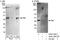 Lymphokine-activated killer T-cell-originated protein kinase antibody, A302-195A, Bethyl Labs, Immunoprecipitation image 