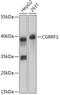 Cell Growth Regulator With Ring Finger Domain 1 antibody, 18-010, ProSci, Western Blot image 