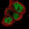 Neuronal PAS Domain Protein 2 antibody, PA5-54053, Invitrogen Antibodies, Immunofluorescence image 