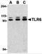 Toll Like Receptor 6 antibody, 3653, ProSci Inc, Western Blot image 