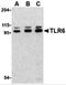 Toll-like receptor 6 antibody, 3653, ProSci Inc, Western Blot image 