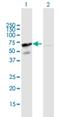 Golgi Reassembly Stacking Protein 2 antibody, H00026003-B01P, Novus Biologicals, Western Blot image 