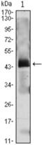Parathyroid Hormone antibody, abx011748, Abbexa, Enzyme Linked Immunosorbent Assay image 