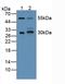 CD200 Molecule antibody, LS-C293352, Lifespan Biosciences, Western Blot image 