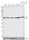 Autophagy Related 3 antibody, 720056, Invitrogen Antibodies, Western Blot image 