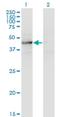 Testis Expressed 28 antibody, H00001527-M05, Novus Biologicals, Western Blot image 