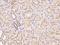 Protein H8C4 antibody, 205101-T08, Sino Biological, Immunohistochemistry paraffin image 