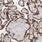 Acyl-CoA Binding Domain Containing 6 antibody, NBP1-81158, Novus Biologicals, Immunohistochemistry paraffin image 