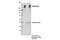 ATP Binding Cassette Subfamily C Member 2 antibody, 12559S, Cell Signaling Technology, Immunoprecipitation image 