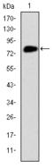 Olfactory Receptor Family 2 Subfamily C Member 1 antibody, orb227568, Biorbyt, Western Blot image 