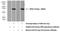 Immediate Early Response 2 antibody, 23849-1-AP, Proteintech Group, Western Blot image 