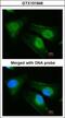 DnaJ Heat Shock Protein Family (Hsp40) Member B6 antibody, GTX101946, GeneTex, Immunocytochemistry image 