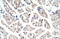 Aconitase 1 antibody, ARP40390_P050, Aviva Systems Biology, Immunohistochemistry paraffin image 
