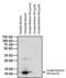 Histone Cluster 4 H4 antibody, MA3-058, Invitrogen Antibodies, Western Blot image 