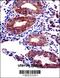Jade Family PHD Finger 3 antibody, 58-995, ProSci, Immunohistochemistry paraffin image 