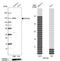 SEC24 Homolog A, COPII Coat Complex Component antibody, NBP1-85867, Novus Biologicals, Western Blot image 