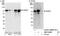 Glucocorticoid Modulatory Element Binding Protein 1 antibody, NBP1-46207, Novus Biologicals, Western Blot image 