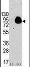 90 kDa ribosomal protein S6 kinase 1 antibody, PA5-15135, Invitrogen Antibodies, Western Blot image 