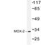 Mesenchyme Homeobox 2 antibody, AP06700PU-N, Origene, Western Blot image 