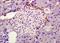 Pancreatic secretory trypsin inhibitor antibody, orb101440, Biorbyt, Immunohistochemistry paraffin image 