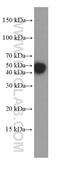 Keratin 18 antibody, 66187-1-Ig, Proteintech Group, Western Blot image 