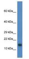 Proline Rich Nuclear Receptor Coactivator 2 antibody, NBP1-74252, Novus Biologicals, Western Blot image 