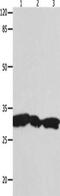 Tyrosine 3-Monooxygenase/Tryptophan 5-Monooxygenase Activation Protein Gamma antibody, CSB-PA589658, Cusabio, Western Blot image 