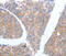 GFRA4 antibody, MBS2524426, MyBioSource, Immunohistochemistry paraffin image 