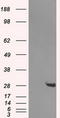 Haloacid Dehalogenase Like Hydrolase Domain Containing 2 antibody, LS-C114972, Lifespan Biosciences, Western Blot image 