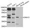 G Protein Subunit Alpha 13 antibody, TA332882, Origene, Western Blot image 